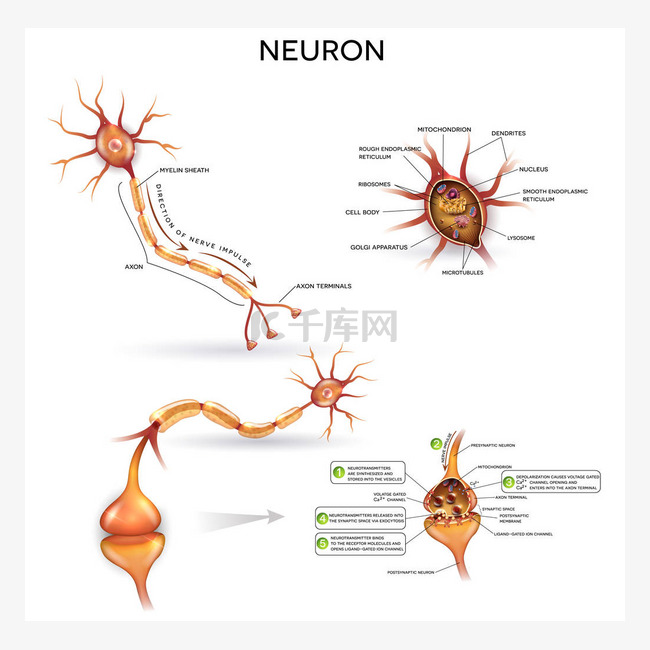 神经元的详细解剖