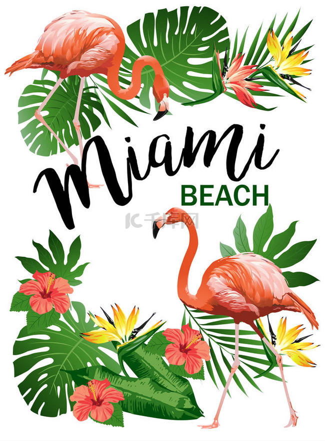 迈阿密海滩聚会矢量插画的热带鸟