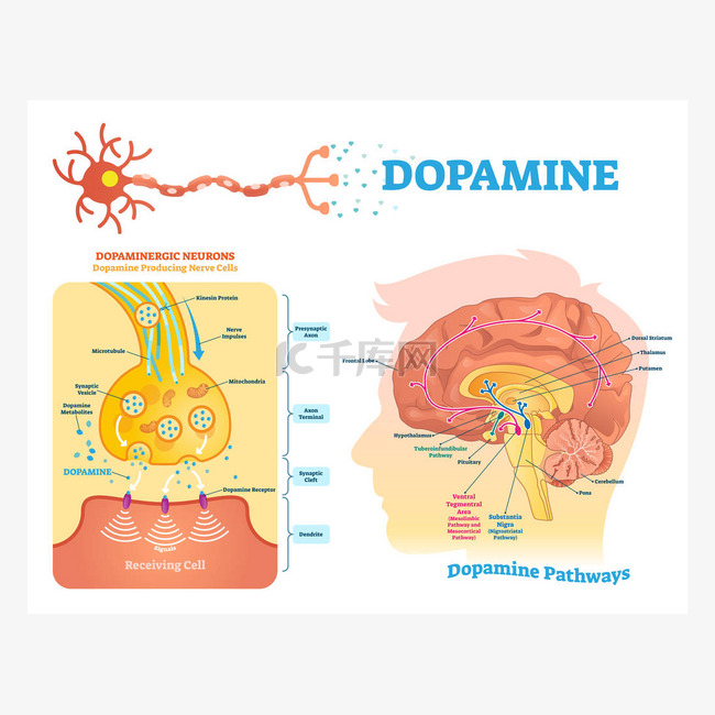 多巴胺向量例证。标记图及其作用