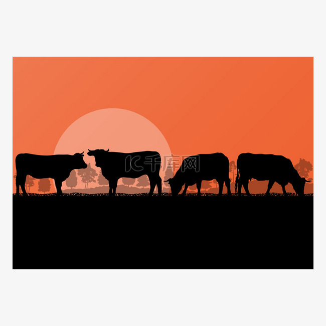 肉牛和牛奶牛畜群农村农场在野生