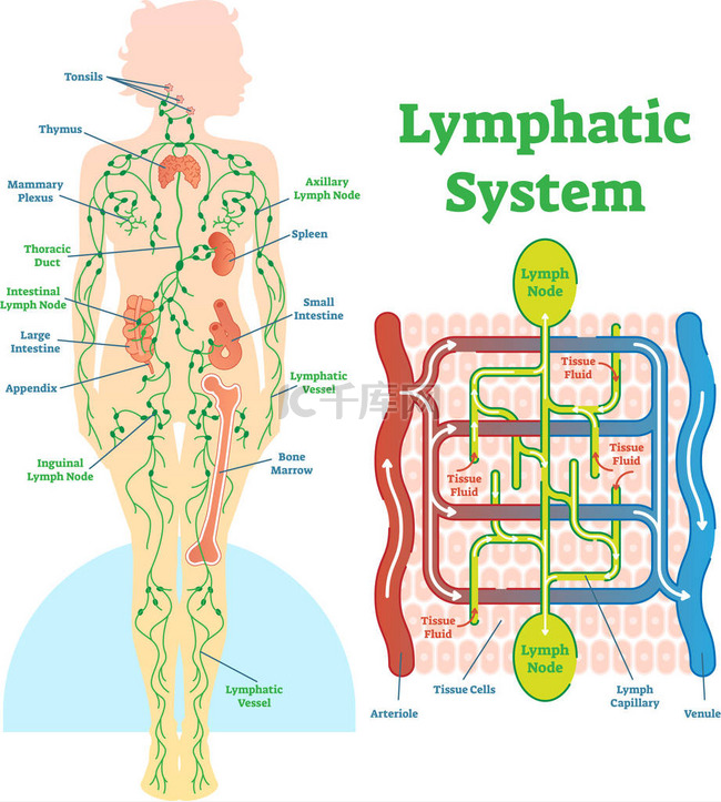 淋巴系统解剖向量图解, 教育医