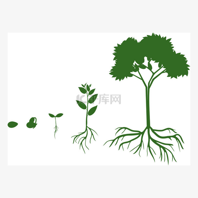 植物生长阶段从种子到成年树与根