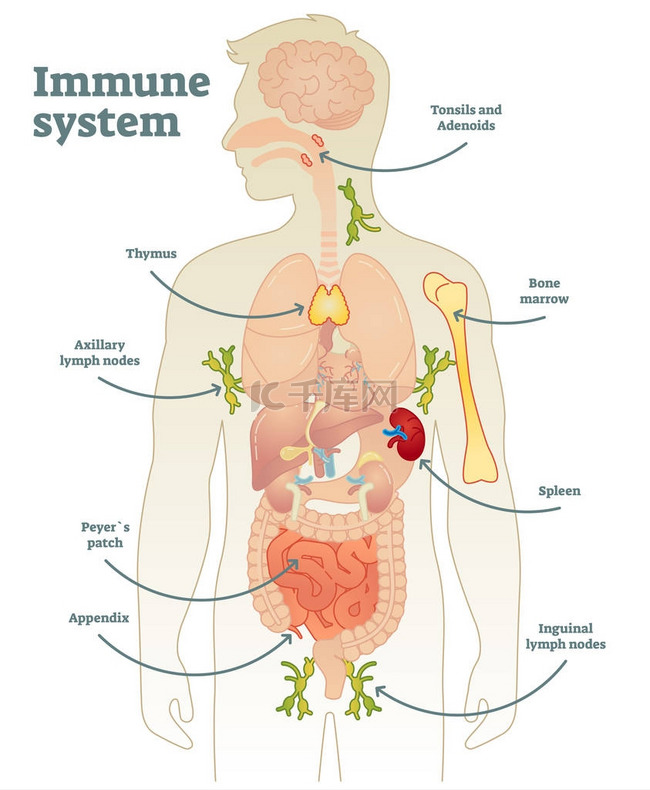 人体免疫系统图