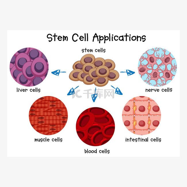 图中的不同干细胞