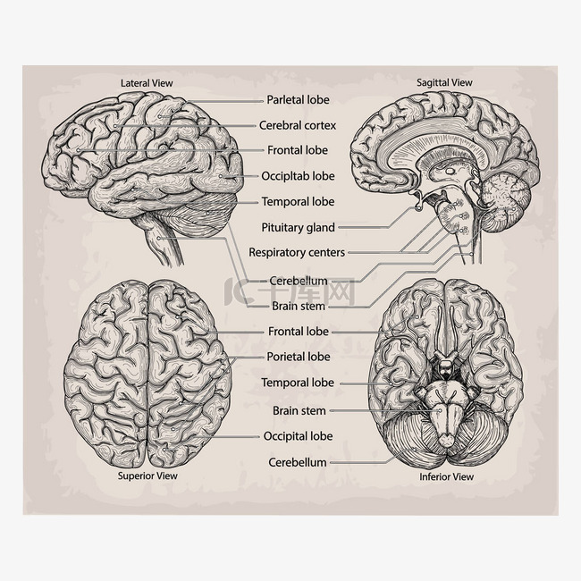 解剖的大脑器官。医学，矢量插图