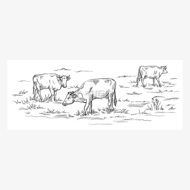 奶牛在草地上吃草.手绘插图.