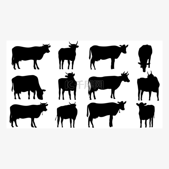 设置轮廓的奶牛和公牛