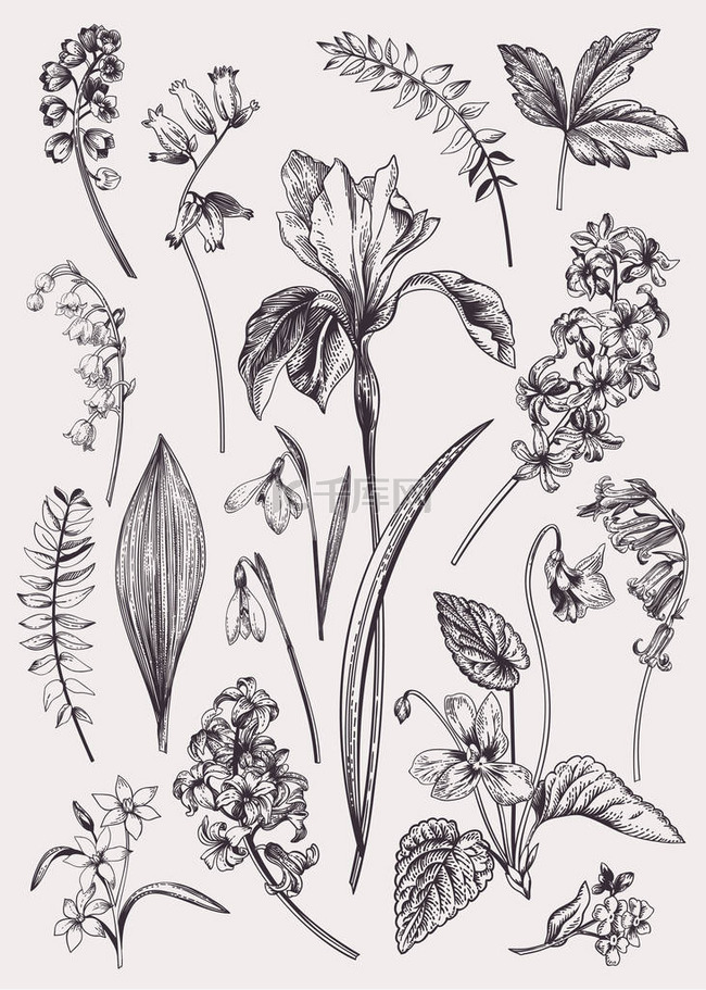 与春天的花朵。复古植物学插图。