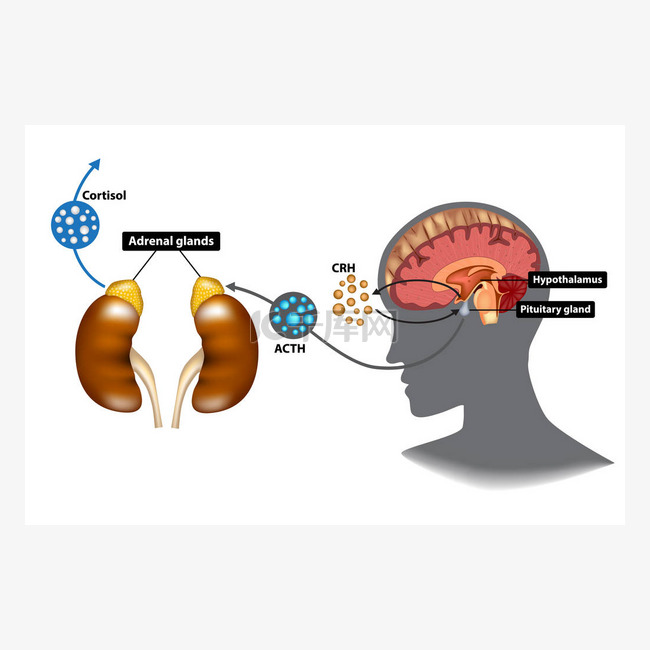 下丘脑-垂体-肾上腺 (Hpa) 轴-应力响应系统素材图片免费下载-千库网