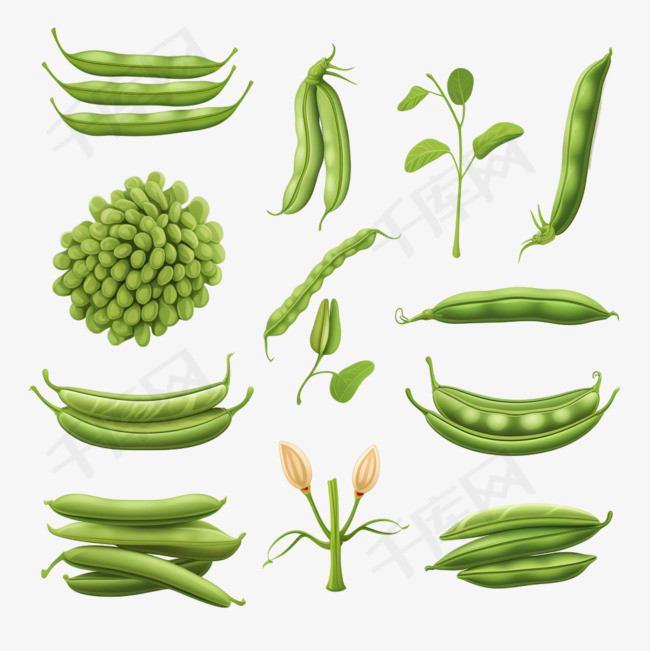 绿豆的生命周期