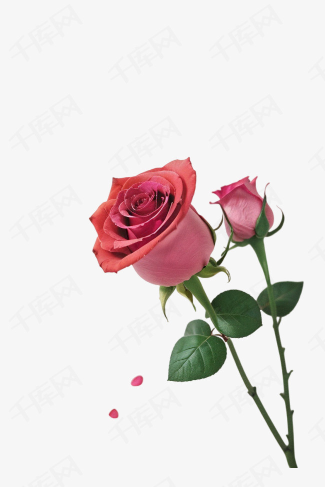粉色玫瑰花情人节摄影图PNGP