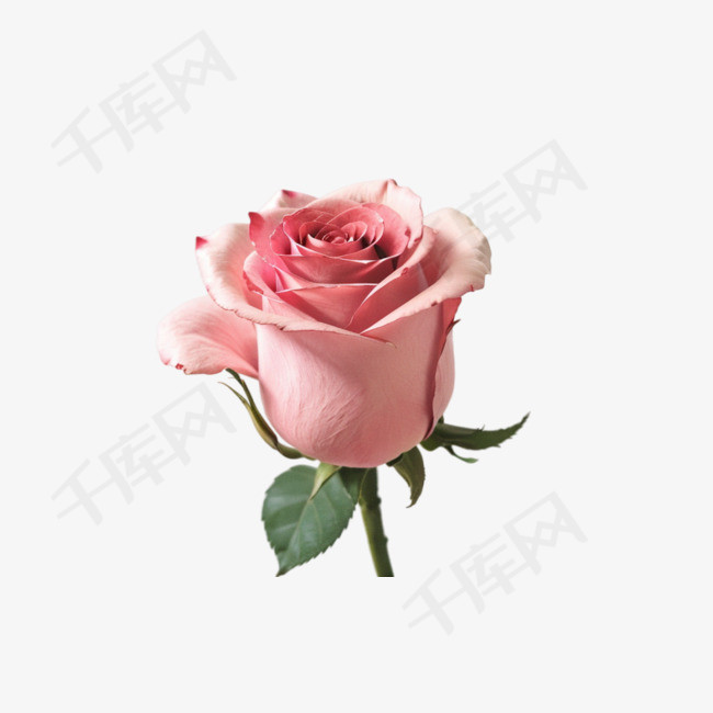 粉色玫瑰花情人节免抠摄影设计图