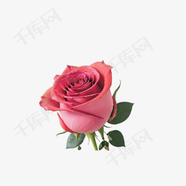 粉色玫瑰花情人节摄影图免抠素材