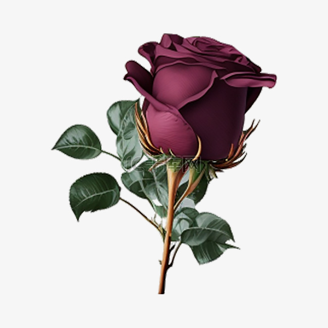 玫瑰红紫色美丽