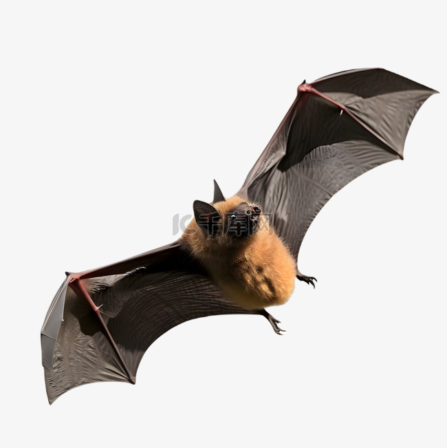 展开翅膀飞翔的蝙蝠动物立体3d