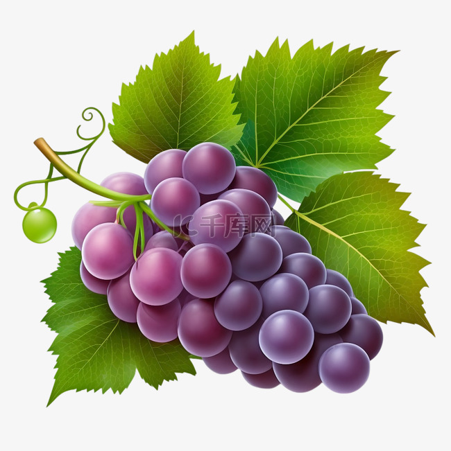 葡萄有机水果果实透明