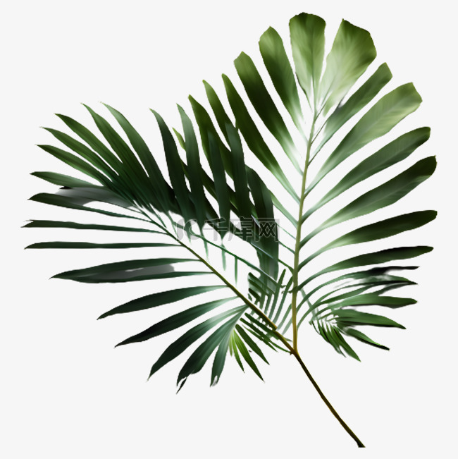 棕榈叶子绿色立体插画
