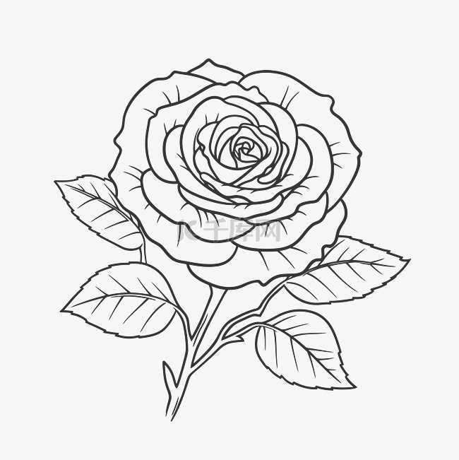 玫瑰花朵轮廓着色页素描 向量