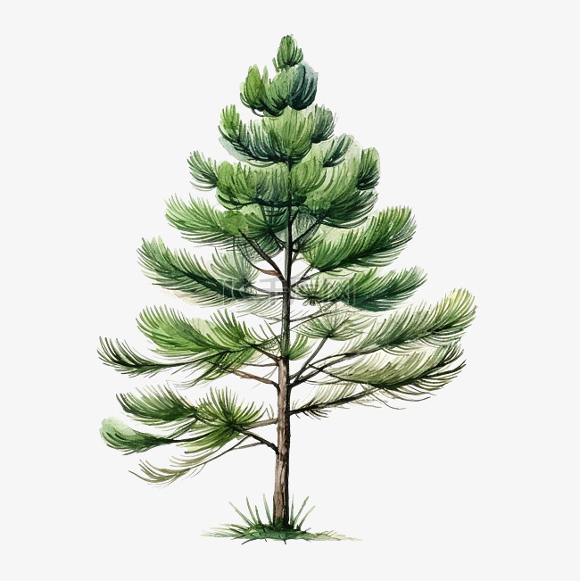 松树植物水彩插图