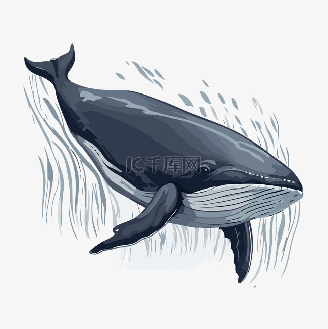 座頭鯨 向量