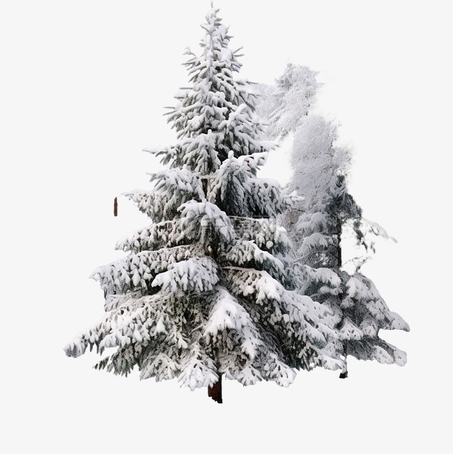 冷杉的枝条被雪覆盖