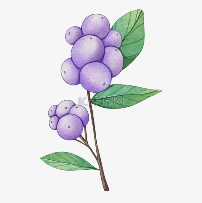 紫色树叶果实