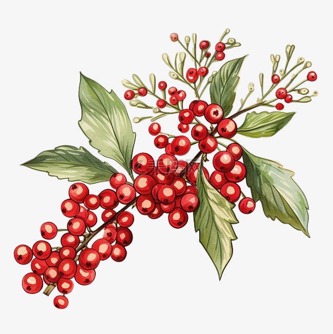 圣诞树枝插画与浆果圣诞植物装饰