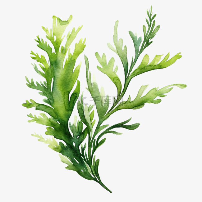 水彩海藻绿色植物剪贴画