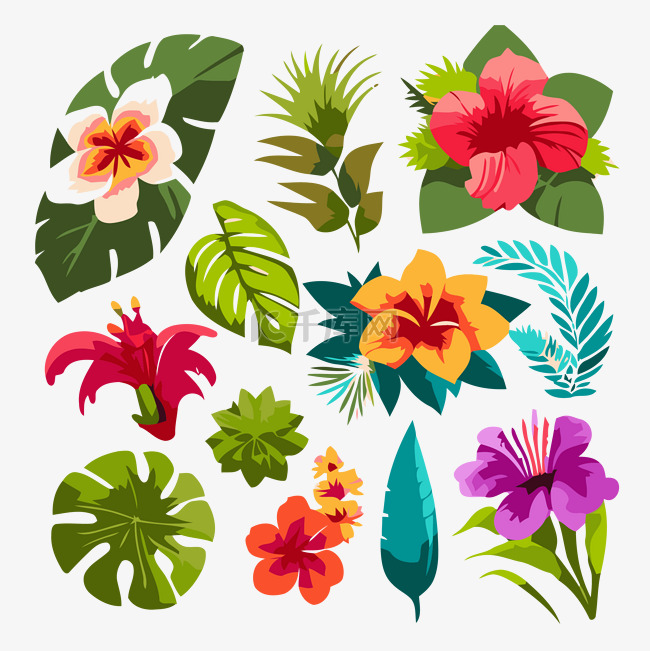 夏威夷热带花卉