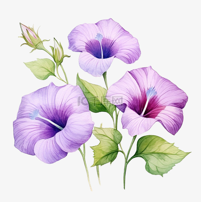 紫色牵牛花花水彩插图