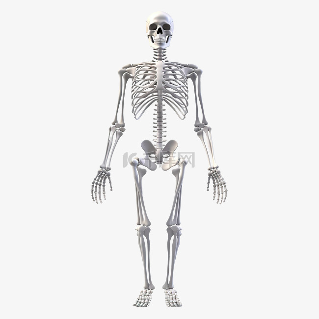 干净逼真的3D人体骨骼