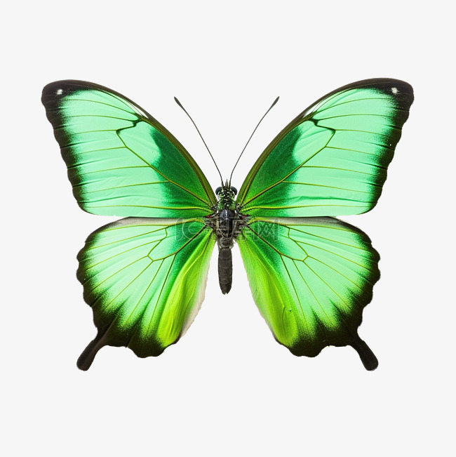 绿色翅膀的蝴蝶