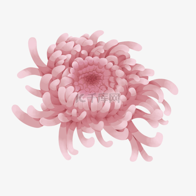 一朵粉红色的菊花
