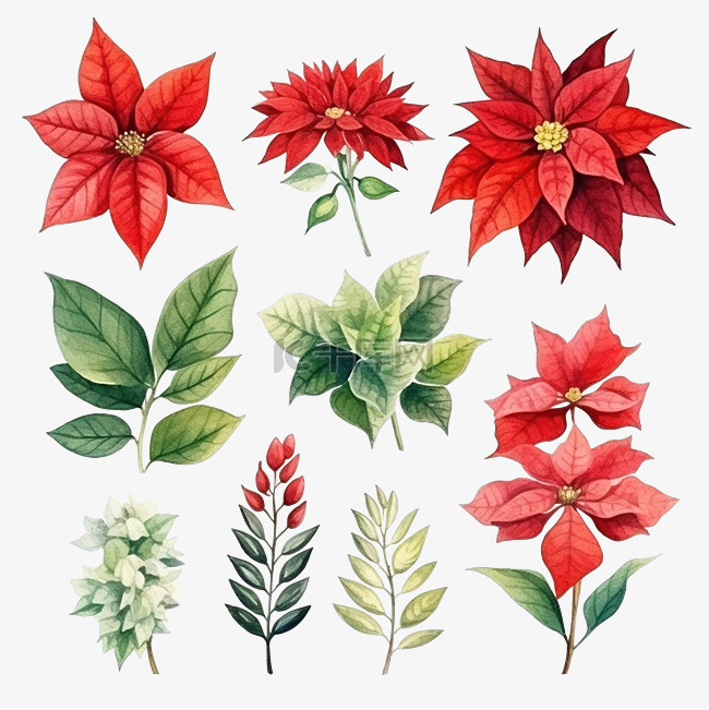 一品红植物插图水彩风格