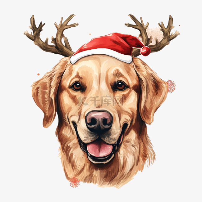 金色猎犬与红色驯鹿鹿角圣诞节拉