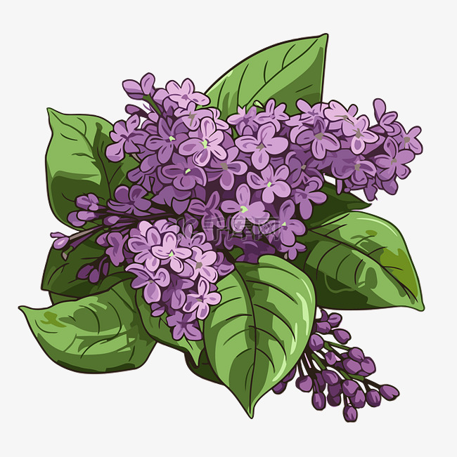 丁香剪贴画一束紫色丁香花，白色