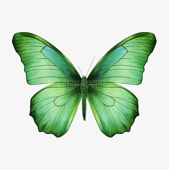 绿色蝴蝶 剪贴画