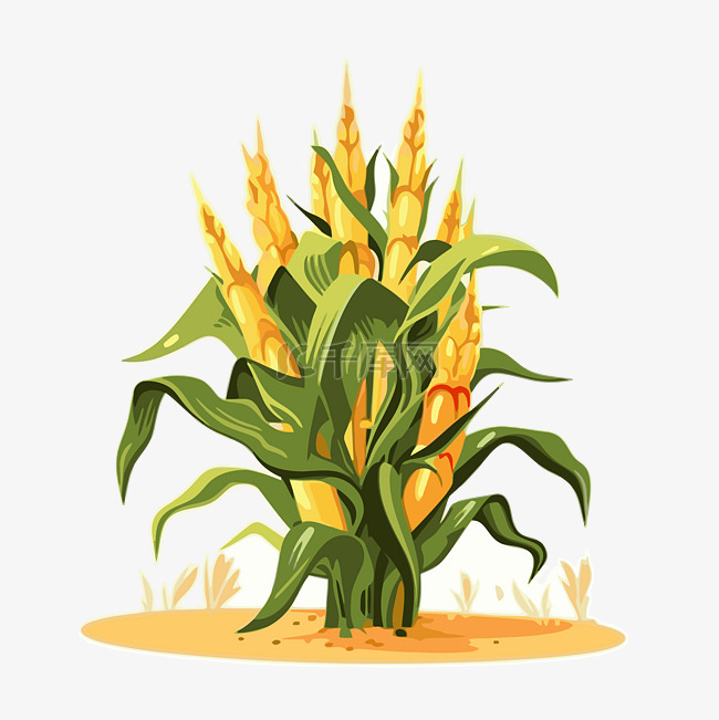 玉米秆剪贴画玉米在地上隔离在白
