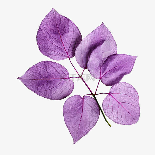 紫叶石竹