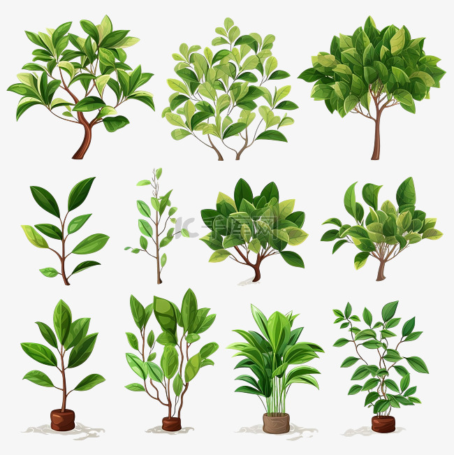 ficus plant 插图