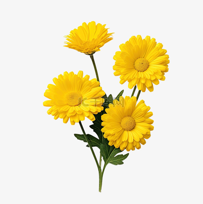 黃色花卉植物