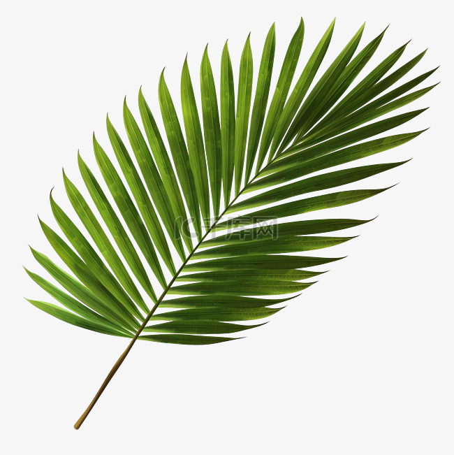 棕榈树的叶子 PNG 文件