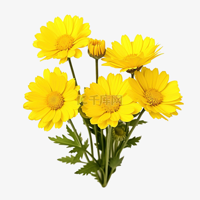黃色花卉植物