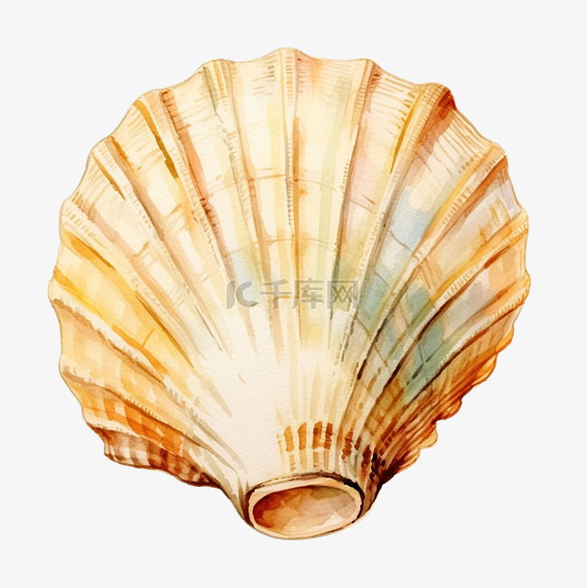 水彩海贝壳