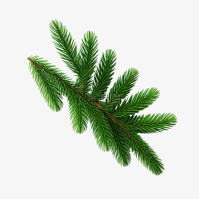 绿色圣诞枞树枝