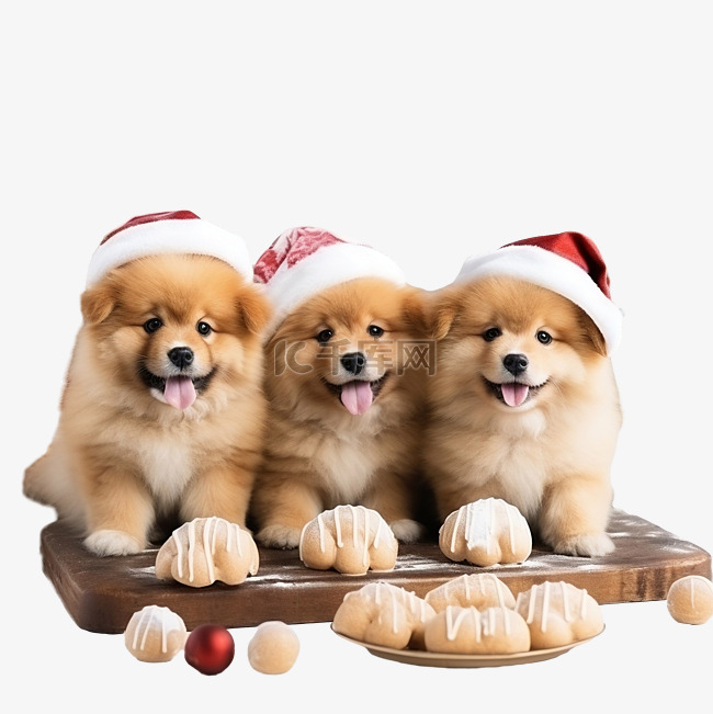 三只小狗躺在家里圣诞厨房的台面
