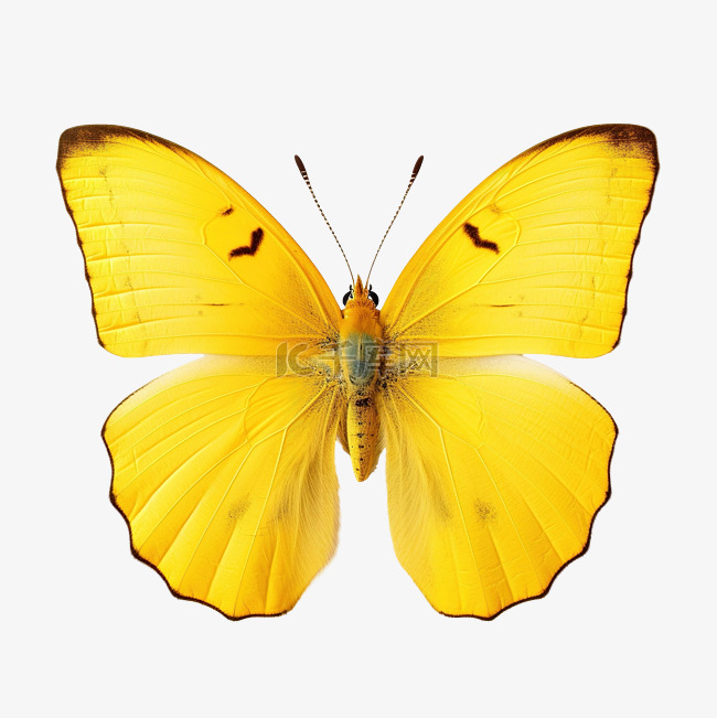 可愛的黃蝴蝶