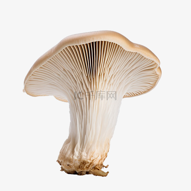 孤立的国王喇叭蘑菇
