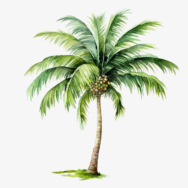 棕榈树水彩插图剪贴画