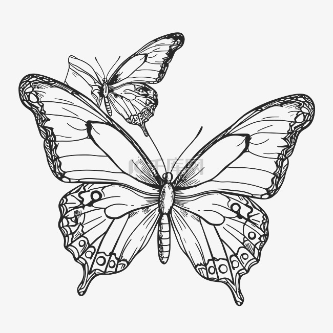 黑白画的两只蝴蝶轮廓素描 向量